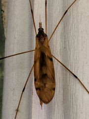 Tipula ultima
