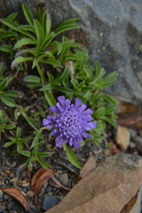 Scabiosa lacerifolia
