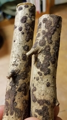 Virgariella