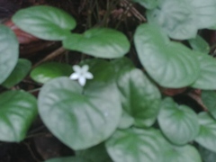 Geophila