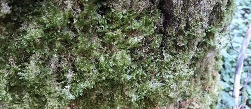 shingle moss