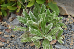 Argentina tugitakensis
