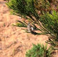 Dichromodes indicataria