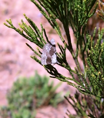 Dichromodes indicataria