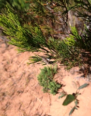 Dichromodes indicataria