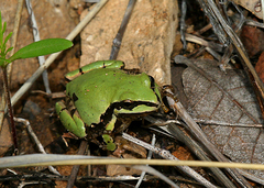Hyla wrightorum
