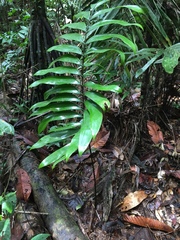 Zamia ulei