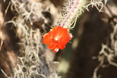 Corryocactus erectus