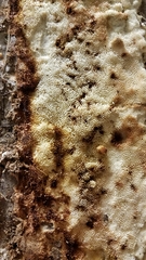 Wolfiporia cocos