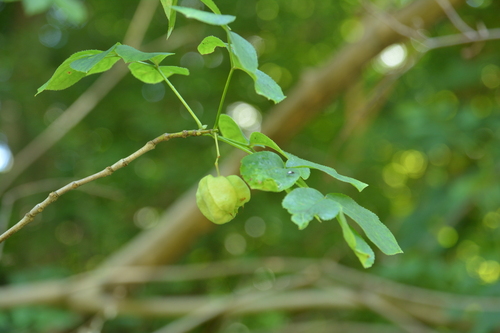 Staphylea pinnata
