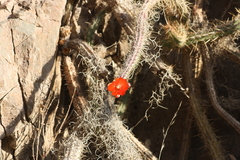 Corryocactus erectus
