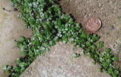 Hydrocotyle tripartita