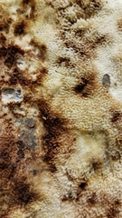 Wolfiporia cocos