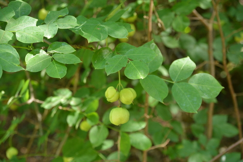 Staphylea pinnata