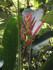 Heliconia acuminata