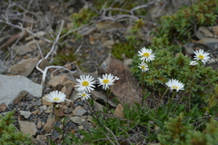 Aster takasagomontanus