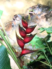 Heliconia stricta
