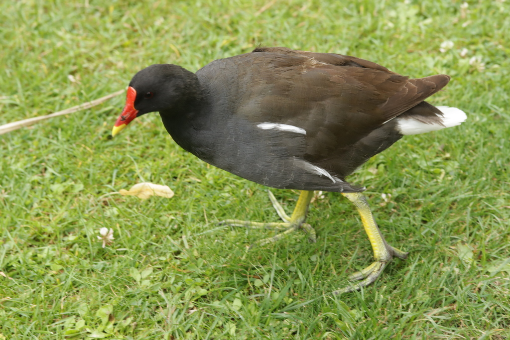 Gallinule poule-d'eau
