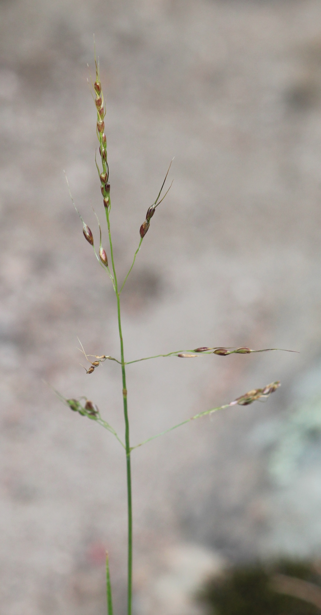 Piptochaetium fimbriatum