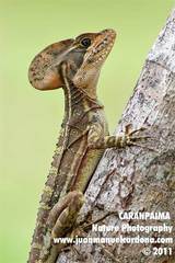 Western Basilisk