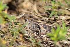 Hippiscini