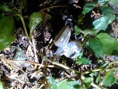 Otala lactea