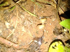Otala lactea