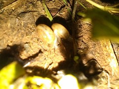 Otala lactea