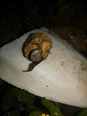 Otala lactea