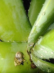 Otala lactea