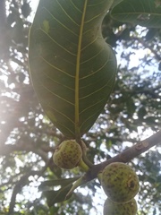 Ficus crocata