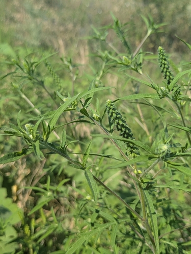 common ragweed