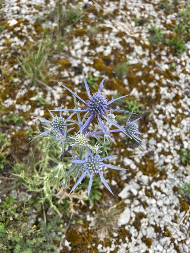 Amethyst eryngo (Eryngium amethystinum)
