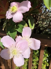 Clematis montana