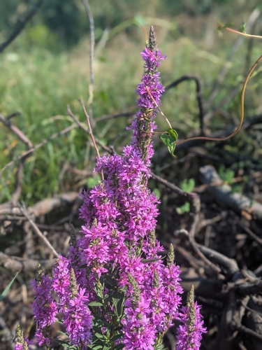 purple loosestrife