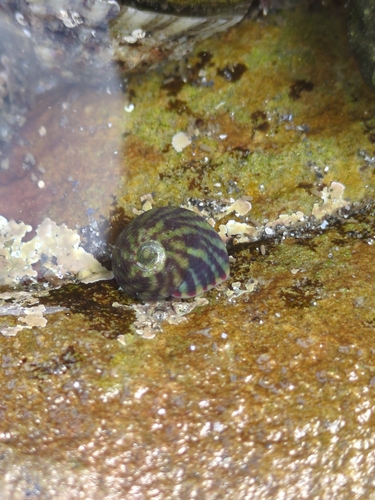 Steromphala umbilicalis