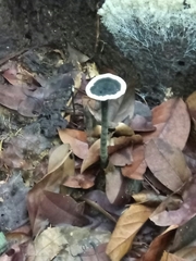 Sanguinoderma rugosum