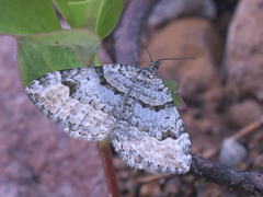 Xanthorhoe abrasaria