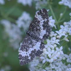 Rheumaptera hastata