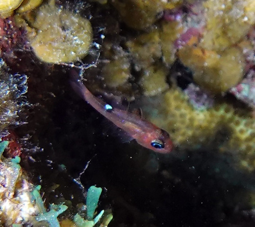 Whitestar cardinalfish (Apogon lachneri) — Apogonidae — 5