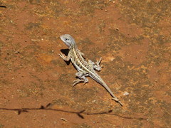 Chalarodon madagascariensis