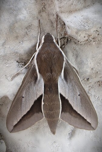 Hyles hippophaes
