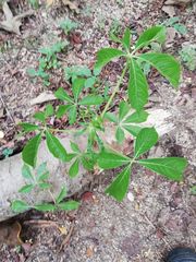 Godmania aesculifolia