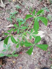 Godmania aesculifolia