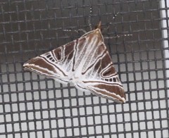 Phrataria replicataria
