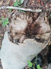 Godmania aesculifolia