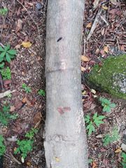 Godmania aesculifolia