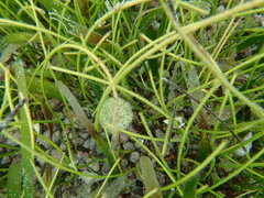 Cymodoceaceae