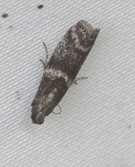 Cryptoblabes adoceta