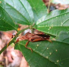 Spathophora